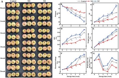 Nitric oxide modulates folate-mediated one-carbon metabolism and mitochondrial energy levels of peaches during cold storage